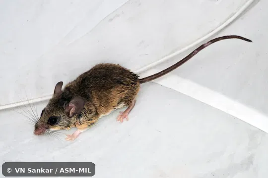 Formerly Peromyscus pectoralis collinus, Southern White-ankled Deermouse.  Also as White-ankled Deermouse · Encinal Mouse.