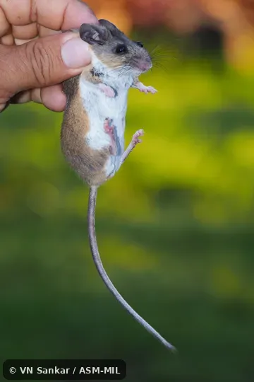 Formerly part of Peromyscus boylii, Brush Deermouse · Brush Mouse or Peromyscus levipes, Nimble-footed Deermouse.  Also as Schmidly's Deermouse.