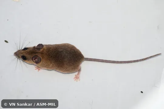 Also as Gleaning Mouse.