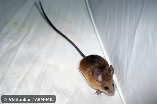 Reithrodontomys wagneri wagneri.  Formerly Reithrodontomys microdon wagneri, Small-toothed Harvest Mouse.