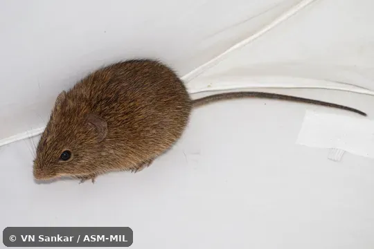 Also as Brown Cotton Rat.