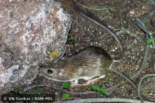 Formerly part of Chaetodipus nelsoni, Nelson's Coarse-haired Pocket Mouse