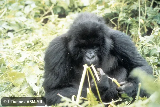 Adult female eating wild celery.  Gorilla beringei beringei, Mountain Gorilla.
