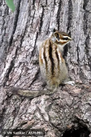 Formerl Tamias bulleri.