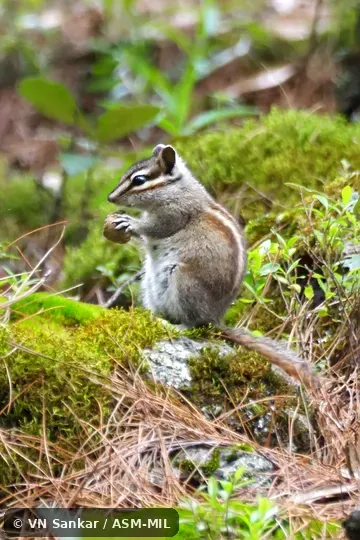 Formerly Tamias or Neotamias durangae.