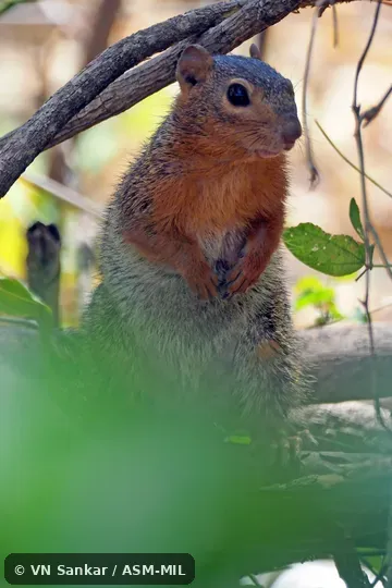 Notocitellus annulatus goldmani.