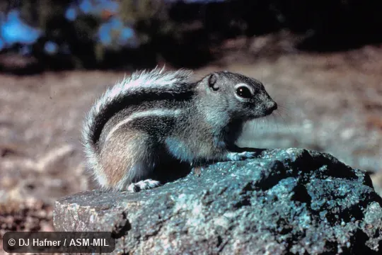 Side view, tail arched over back