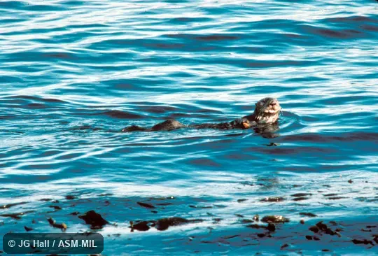 Side view, in kelp bed