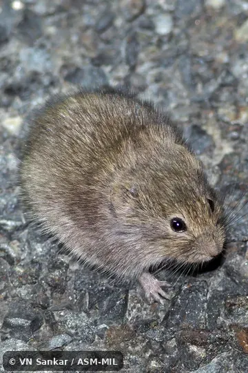 Individual of 1002050
