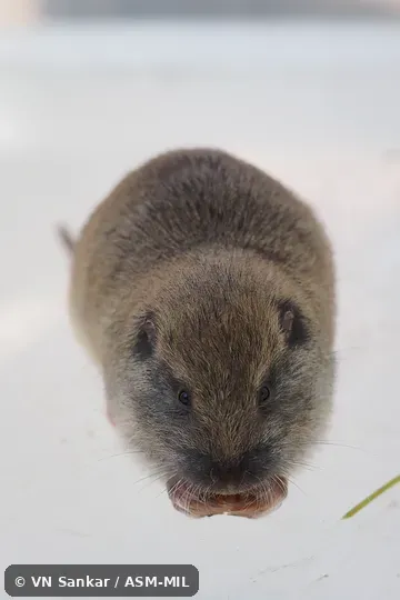 Thomomys talpoides quadratus.  Also as Vancouver Pocket Gopher.