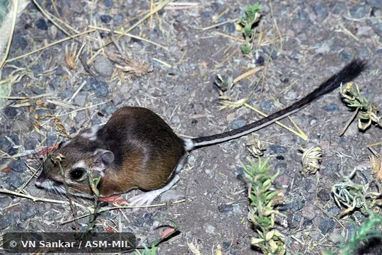 Dipodomys californicus californicus.