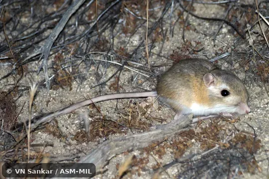 Dipodomys panamintinus mohavensis.