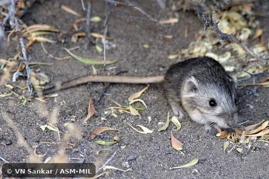 Formerly Microdipodops megacephalus oregonus, Dark Kangaroo Mouse.
