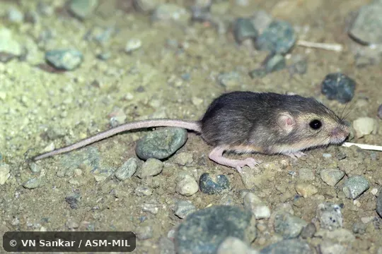 Also as Salinas Pocket Mouse.
