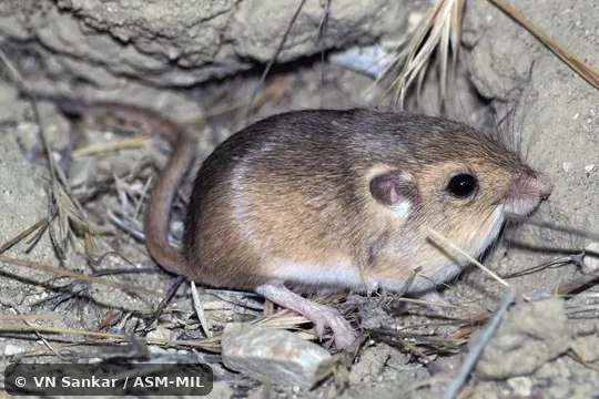 Also as Salinas Pocket Mouse.