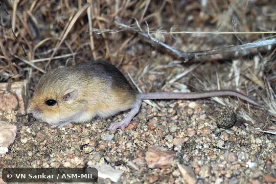 Perognathus mollipilosus xanthonotus.  Formerly Perognathus parvus xanthonotus.  Also as Perognathus parvus xanthanotus.