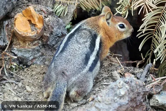 Callospermophilus lateralis mitratus.  Formerly Spermophilus laterallis