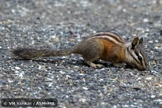 Neotamias amoenus ochraceus.  Foemerly Tamias amoenus.