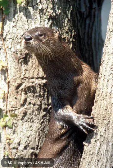 Close-up of captive showing webbed forefoot