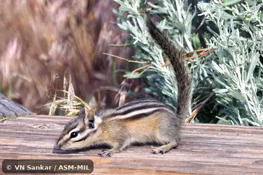 Neotamias minimus scrutator.  Formerly Tamias minimus.