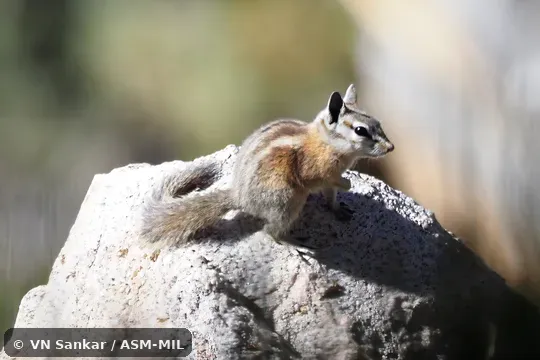 Neotamias panamintinus panamintinus.  Formerly Tamias (Neotamias) panamintinus.