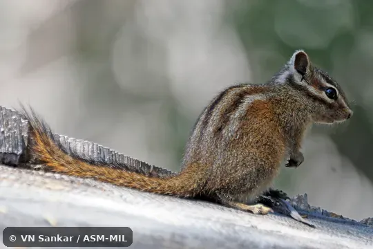 Neotamias senex senex.  Formerly Tamias senex.  Also as Allen's Chipmunk.