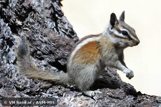 Neotamias speciosus callipeplus.  Formerly Tamias speciosus.