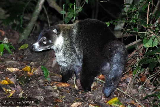 Also as Coatimundi.