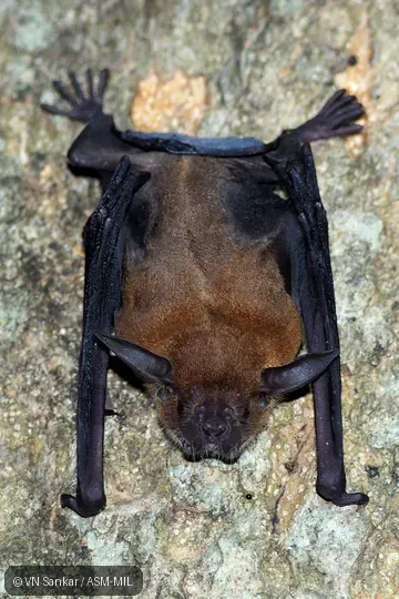 Individual of 1004870