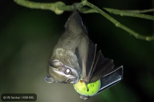 Also as Dwarf Big-eyed Bat.