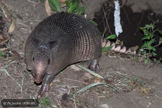 Formerly Dasypus novemcinctus fenestratus.  Also as Common Long-nosed Armadillo, Nine-banded Armadillo.