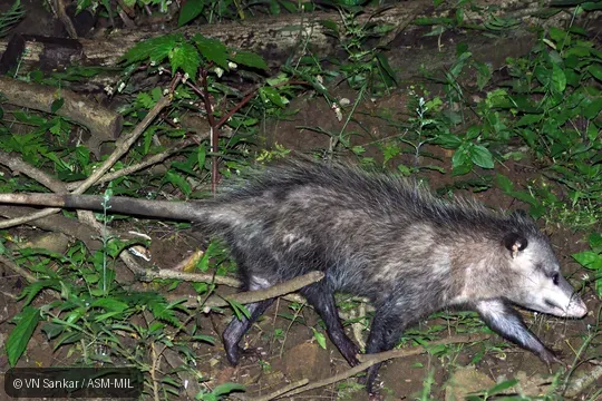 Also as North American Opossum.