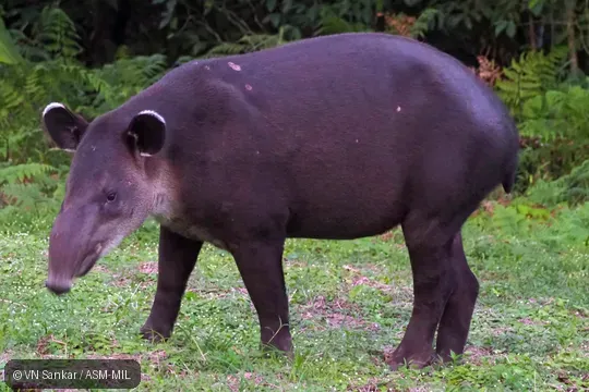 Also as Tapirella bairdii.  Also as Baird's Tapir.