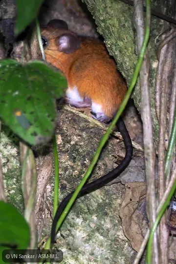 Also as Big Arboreal Rice Rat · Long-furred Oecomys · Trinidad Arboreal Rice Rat. Also as Big Arboreal Rice Rat · Long-furred Oecomys · Trinidad Arboreal Rice Rat.