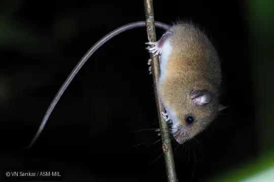 Reithrodontomys brevirostris brevirostris.