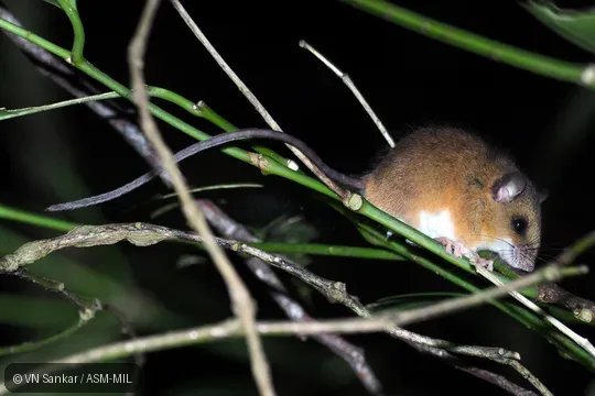Probably undescribed species.