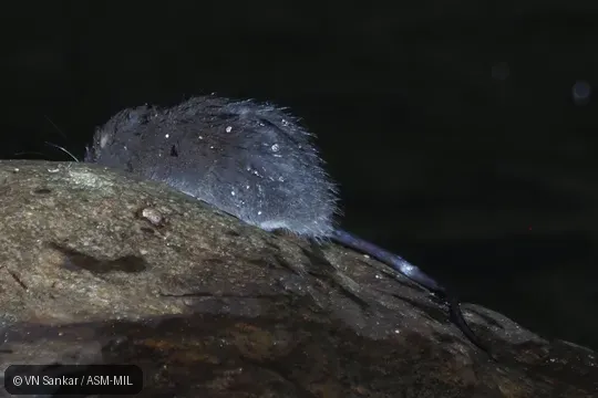 Rheomys raptor hartmanni.  Also as Goldman's Ichthyomyine.