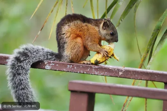 Sciurus variegatoides dorsalis.  Also as Echinosciurus variegatoides.