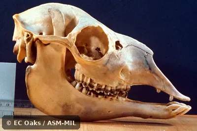 Side view of skull.