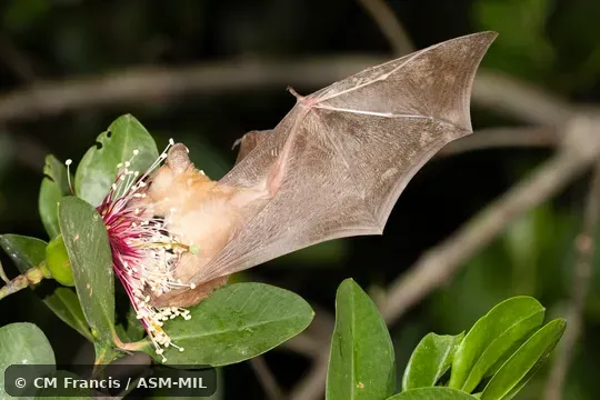 Also as Dagger-toothed Flower Bat, Dagger-toothed Long-nosed Fruit Bat, Dagger-toothed Long-tongued Blossom Bat, Lesser Long-nosed Fruit Bat, Lesser Long-tongued Fruit Bat, Lesser Long-tongued Nectar Bat, Northern Blossom Bat.