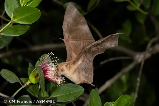 Also as Dagger-toothed Flower Bat, Dagger-toothed Long-nosed Fruit Bat, Dagger-toothed Long-tongued Blossom Bat, Lesser Long-nosed Fruit Bat, Lesser Long-tongued Fruit Bat, Lesser Long-tongued Nectar Bat, Northern Blossom Bat.