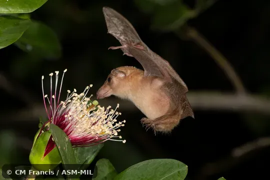 Also as Dagger-toothed Flower Bat, Dagger-toothed Long-nosed Fruit Bat, Dagger-toothed Long-tongued Blossom Bat, Lesser Long-nosed Fruit Bat, Lesser Long-tongued Fruit Bat, Lesser Long-tongued Nectar Bat, Northern Blossom Bat.