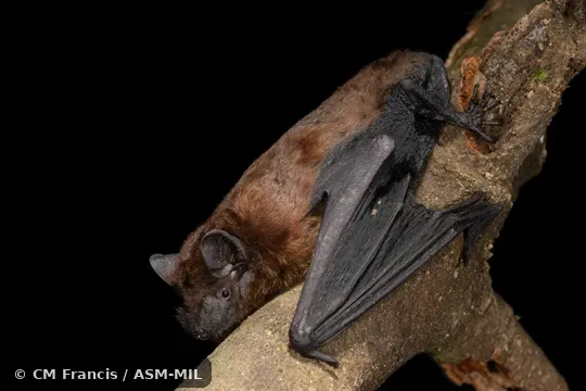 Formerly Pipistrellus stenopterus.  Also as Malayan Noctule.