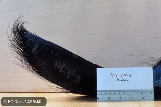 Close-up of dried baleen plate.  Formerly in order Cetacea.  Also as Blue Rorqual, Sibbald's Rorqual, Sulphur-bottom Whale.