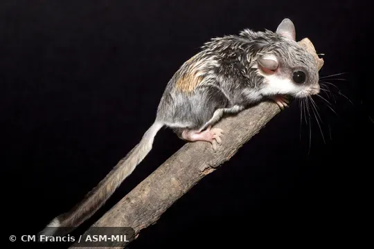 Might be Petaurillus hosei, Hose's Pygmy Flying Squirrel. Might be Petaurillus hosei, Hose's Pygmy Flying Squirrel.