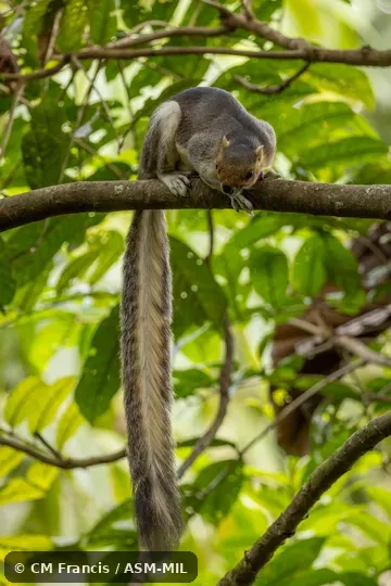 Also as Cream-colored Giant Squirrel. Also as Cream-colored Giant Squirrel.