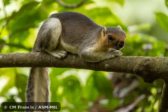 Also as Cream-colored Giant Squirrel. Also as Cream-colored Giant Squirrel.