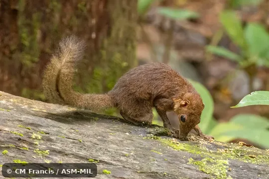 Formerly Tupaia longipes longipes.  Also as Northern Bornean Treeshrew · Northern Long-footed Treeshrew · Plain Treeshrew.