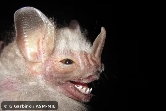 Also as Ipanema Bat.