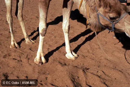 Close-up of feet in sand, showing digitigrade toes.  Also as Dromedary Camel, One-Humped Camel, Single-Humped Camel.